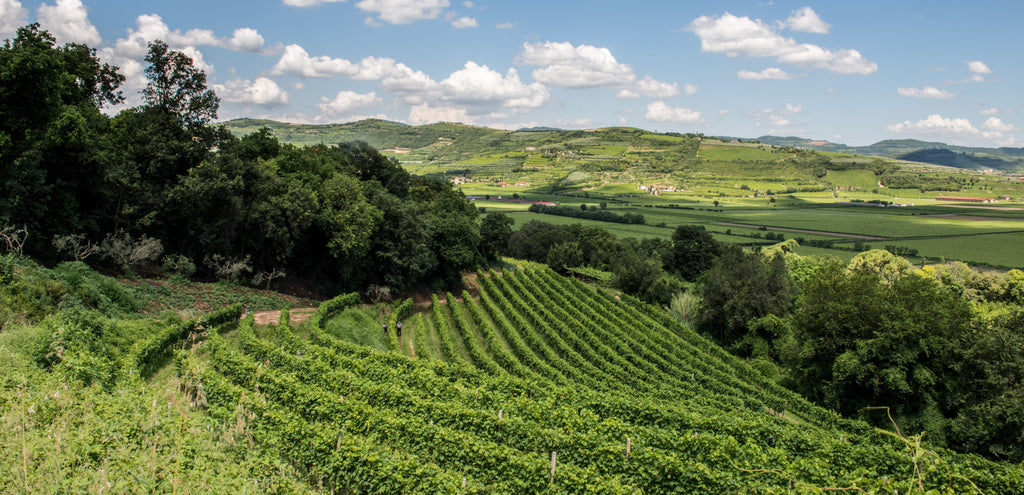 Top wijnen uit Toscane Dal Cero Family